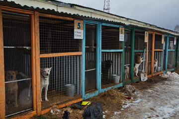 Dogs at the animal shelter.