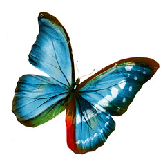 Obraz na płótnie Canvas Color butterfly , isolated on the white