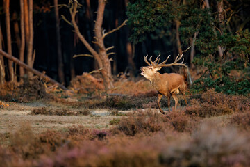 Red deer (Cervus elaphus) stag bellowing and trying to impress the females in the rutting season  in the forest of National Park Hoge Veluwe in the Netherlands