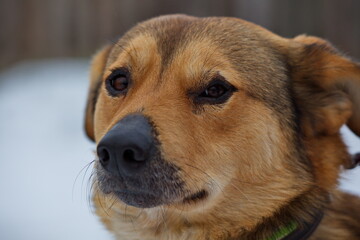 A shelter dog on a first walk with a volunteer.