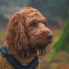 Fototapeta premium A red cockapoo dog sitting attentively watching the forest for animals