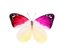 Color butterfly , isolated on white background