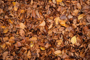 autumn leaves on the ground