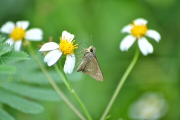 small flowers with green leaves, with various insects