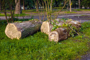 Large logs of a sawn tree lie on the green grass