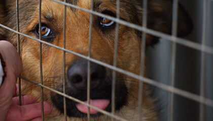 The dog looks out of the enclosure at the animal shelter.