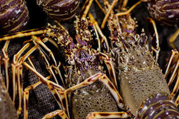 Closeup of Fresh live lobsters