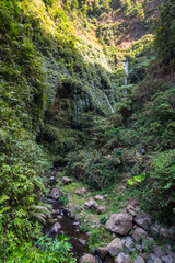 View of tropical jungle