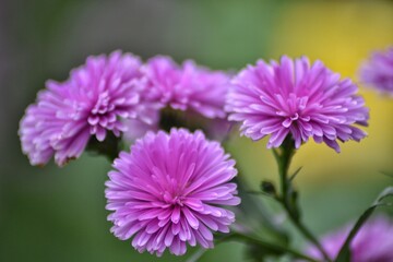 purple daisies flower with green leaves, bokeh background