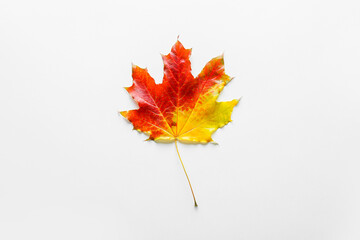 Autumn maple leaf on white background