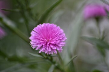 purple daisies flower with green leaves, bokeh background