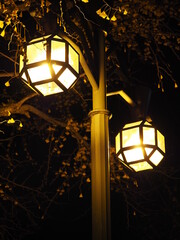 夜の街灯とイチョウの木