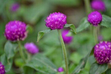 Gomphrena flower with green leaves, bokeh background