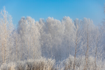 Birch trees are covered with hoarfrost and snow against a blue sky. Winter frosty landscape in Siberia, Russia
