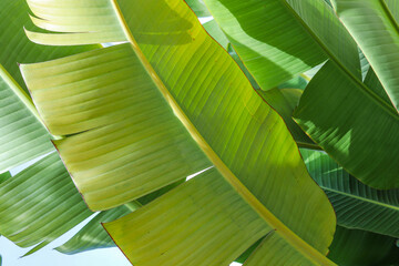 Palm tree leaf. Banana palm leaf. Close up