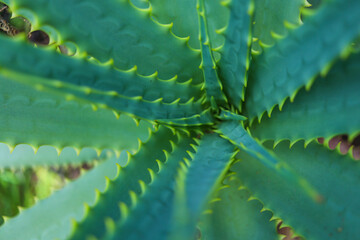 Fototapeta premium Close up of aloe vera plant
