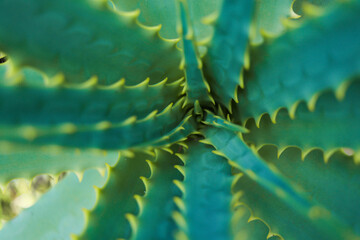 Close up of aloe vera plant