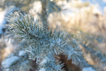 Naklejka na ściany i meble Pine branches covered with hoarfrost in winter during sunrise in Siberia, Russia