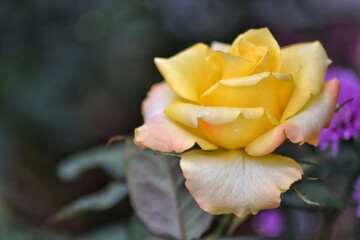 fresh topis roses, bokeh background