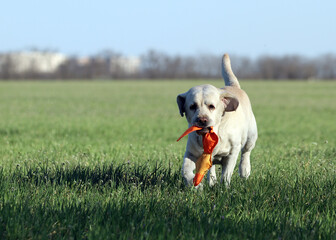 a yellow labrador in the park