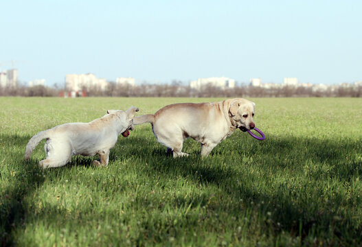 two yellow labradors in the park