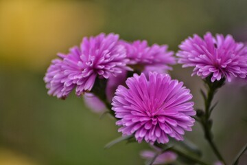 purple daisies flower with green leaves, bokeh background