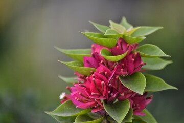 Bougainvillea flower with green leaves, bokeh background