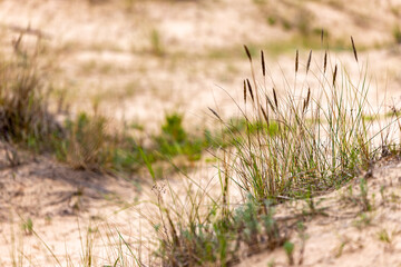 Yellow grass growing on the beach of Baltic Sea, Latvia having blurred background of yellow sand and green grass