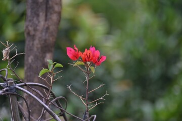Bougainvillea flower with green leaves, bokeh background