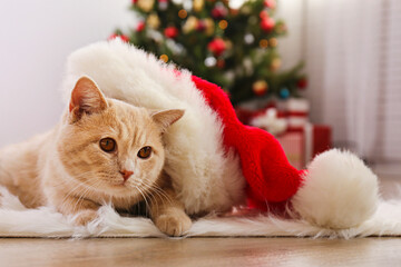 Beautiful red british shorthair cat over the christmas tree with blurry festive decor. Portrait of beloved pet at home and pine tree with bokeh effect lights. Close up, copy space.