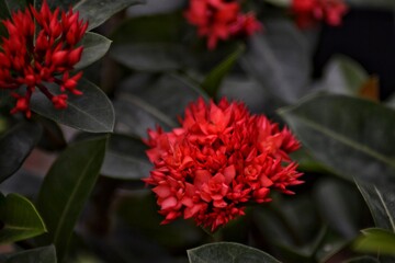 soka flower, beautiful tropical flower, background bokeh
