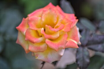 fresh topis roses, bokeh background