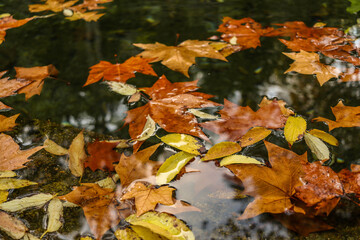 autumn leaves on the water