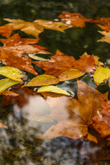 autumn leaves on the water