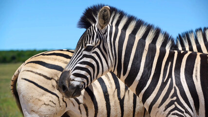 zebra eating grass