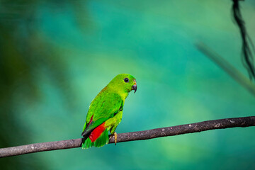 Blue - crowned Hanging Parrot