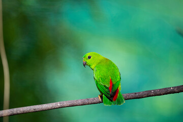 Blue - crowned Hanging Parrot