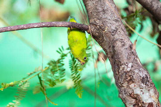 Blue - crowned Hanging Parrot