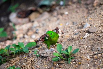 Blue - crowned Hanging Parrot
