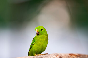 Fototapeta na wymiar Blue - crowned Hanging Parrot