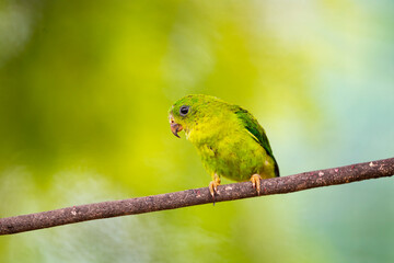 Blue - crowned Hanging Parrot