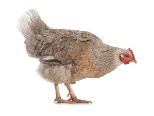 brown chicken isolated on a white background.