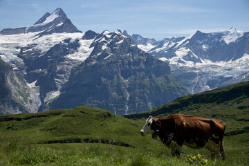 Fototapeta na wymiar swiss mountains and a cow