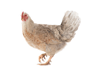 brown chicken isolated on a white background.