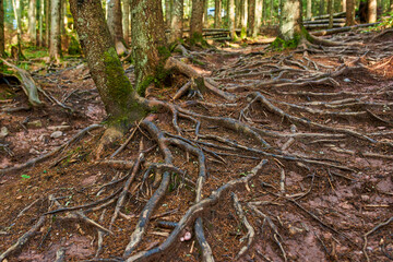 Pine forest in the autumn with a hiking trail