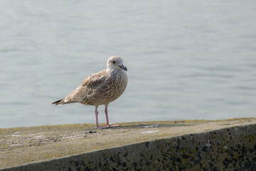 A First-Winter Caspian Gull bird on a concrete block at Scheveningen Beach of The Hague, Netherlands