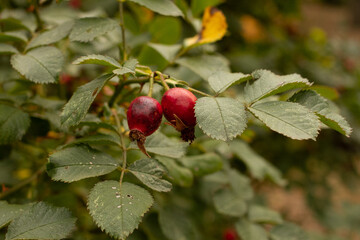red berries on a branch
