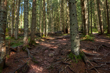 Pine forest in the autumn with a hiking trail