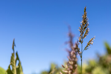 Lonely blade of grass on a blurred background