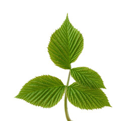 raspberry branch with green leaves isolated on white background